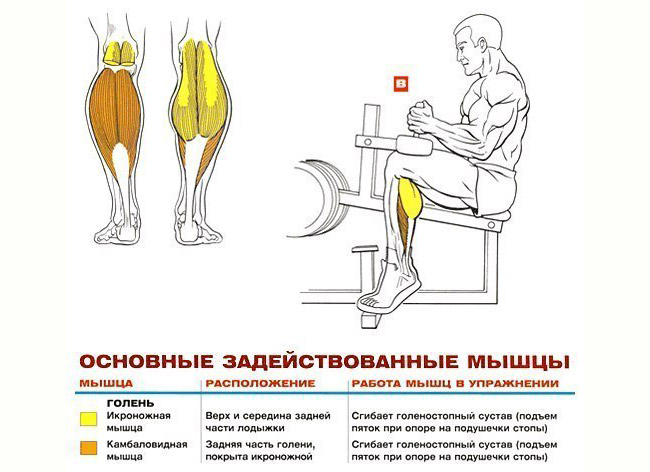 Как быстро накачать икры. Упражнения на икроножные мышцы в тренажерном зале. Тренажер для прокачки икроножных мышц. Упражнение для икроножных мышц подъем на носки. Упражнения для камбаловидной мышцы голени в домашних.