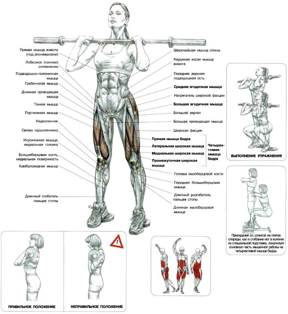 Развитие группы мышц. Анатомия силовых упражнений приседание со штангой. Упражнения для мышц ног в тренажерном зале схема. Фронтальные приседания схема. Упражнения для мышц груди в тренажерном зале схема.