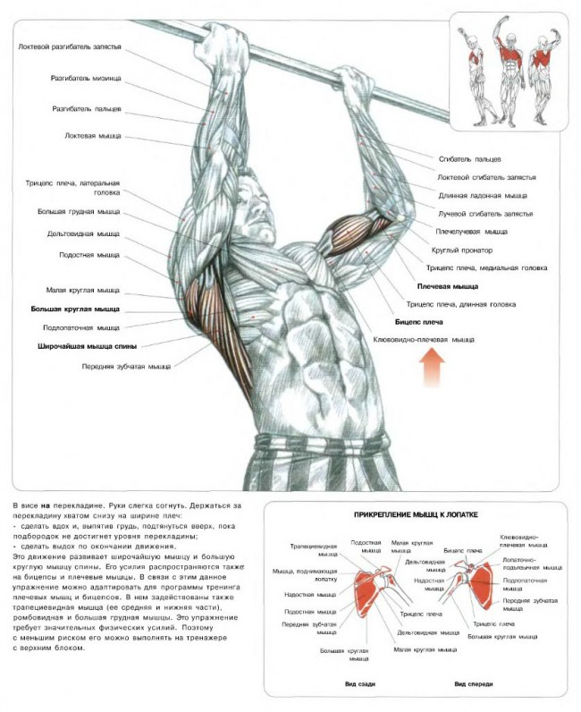 Техника выполнения подтягивания обратным хватом