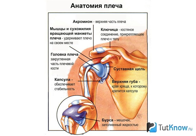 Упражнения для накачки плеч