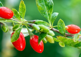Как выращивать ягоды годжи