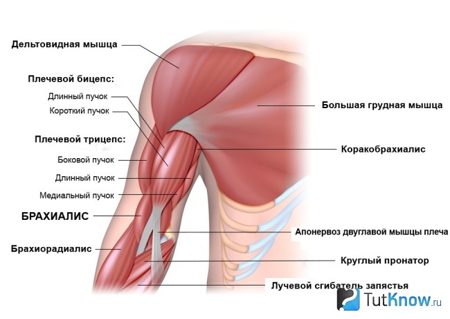 Анатомическое изображение брахиалиса