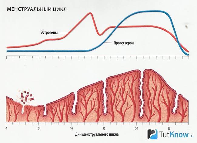 Менструальный цикл гормональный фон
