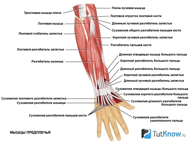 Предплечье где находится у человека фото