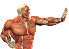 Тренировка медленных мышечных волокон