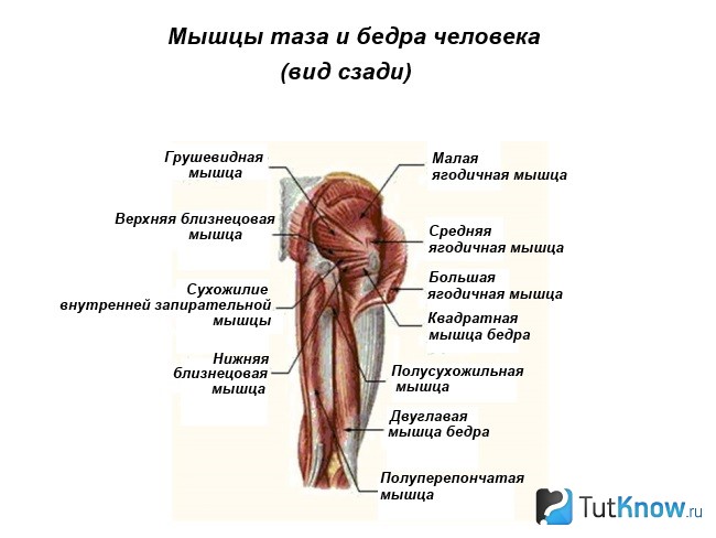 Тренировка мышц тазового пояса thumbnail