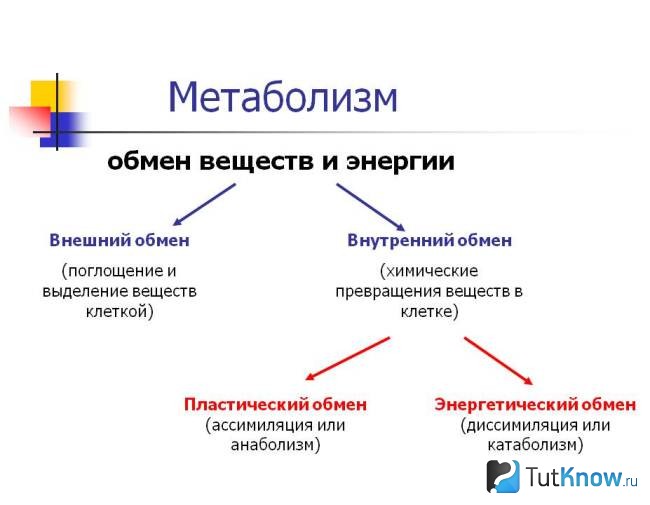 Карта метаболизма человека