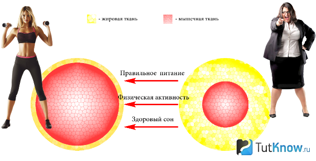 Влияющие на обмен веществ факторы