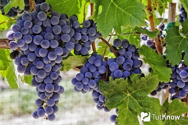 Спелый виноград как источник винной кислоты
