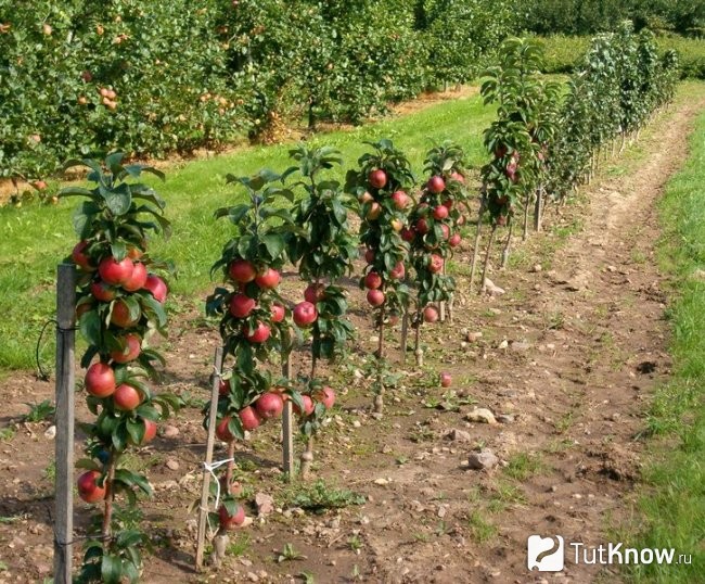 Посадка колоновидной сливы