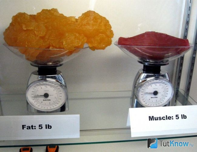 Жир и мышцы