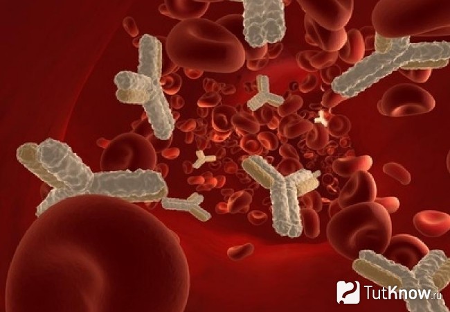 Кровяные тельца и антитела