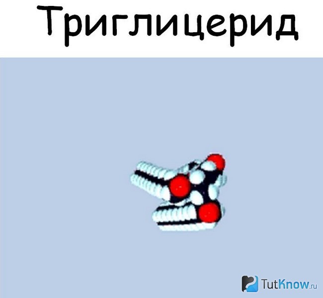 Молекула триглицерида