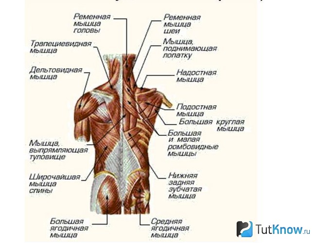 Схема мышц спины человека