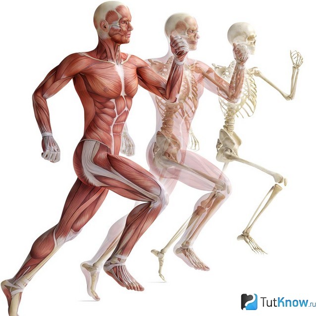 Схематическое изображение задействованных при беге мышц