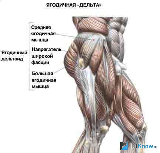 Где находится средняя ягодичная мышца