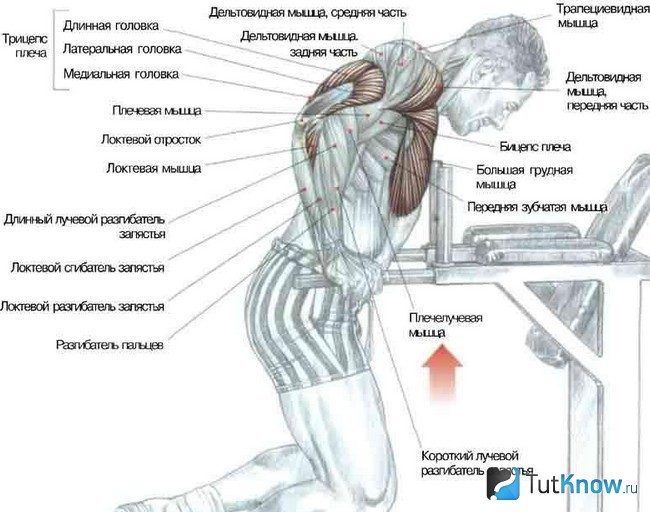 Какие качаются мышцы при отжимании у мужчин фото