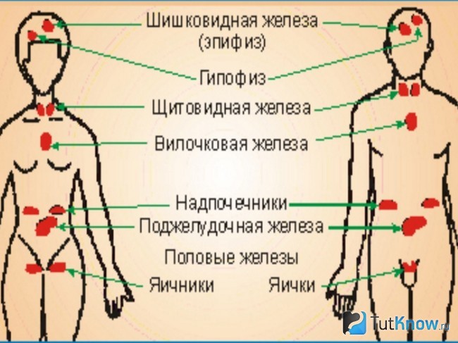 Схема эндокринной системы