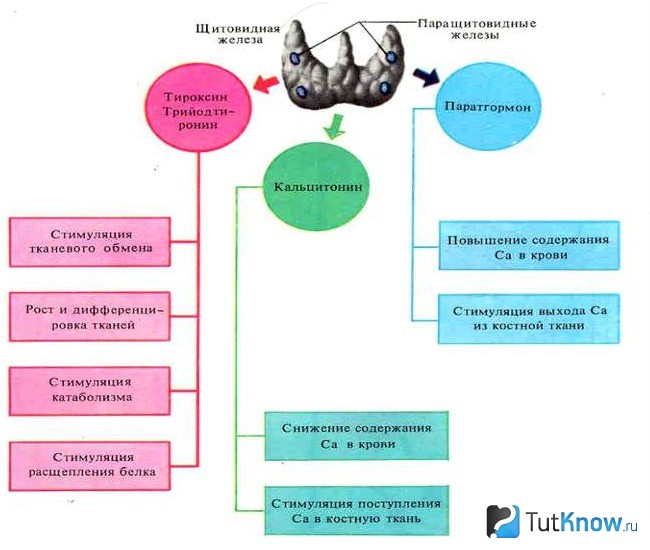 Схема функций щитовидной и паращитовидных желез