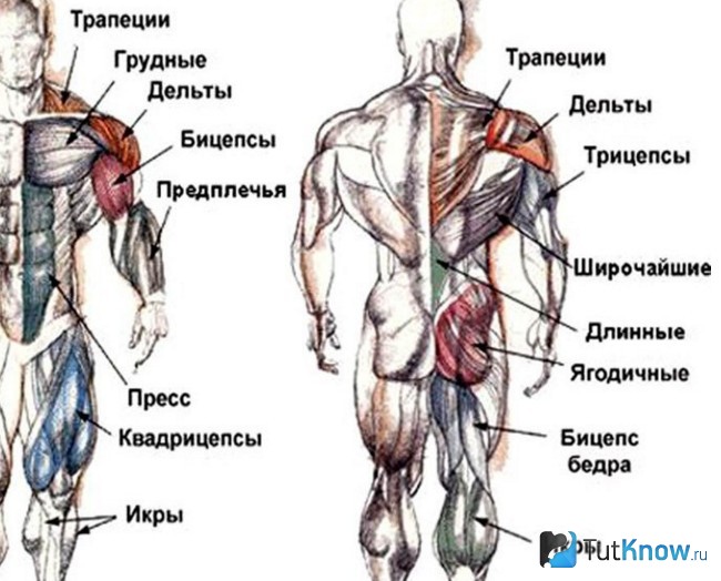 Бицепсы и трицепсы картинка