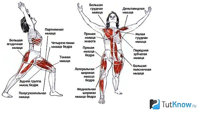 Схематическое изображение мышц