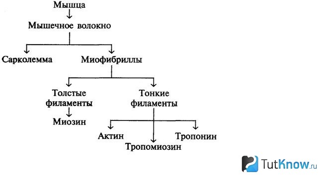 Схема классификации мускульных волокон