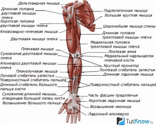 Схема строения дельтовидного мускула