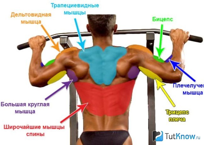 Мышцы, задействованные при выполнении V-подтягиваний