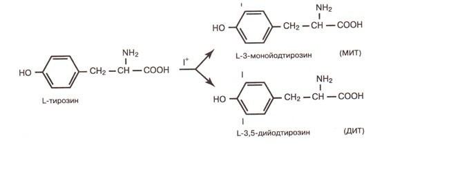 Синтез йодтиронинов схема