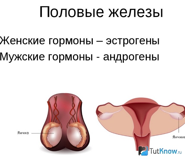 Схематическое изображение половых желез