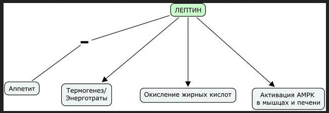 Таблица процессов, на которые влияет лептин