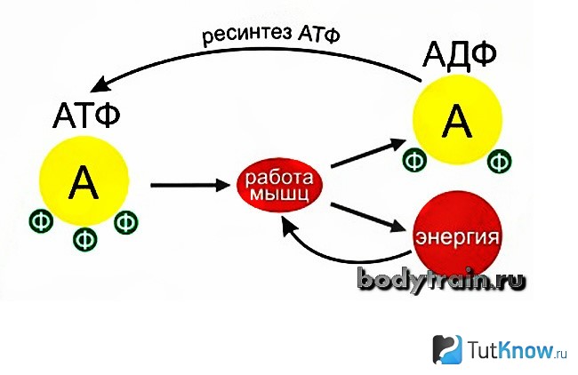 Ресинтез это. АТФ В тренировках. АДФ для чего нужен организму. Катаболические упражнения.