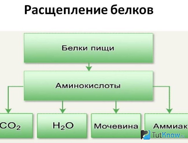 Схематическое изображение процесса расщепления белка