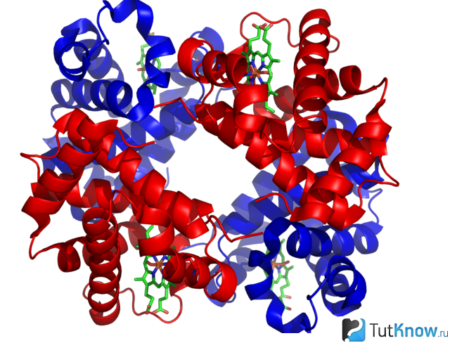 Схематическое изображение гемоглобина
