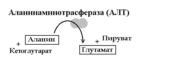 Схема расщепеления Аланинаминотрансферазы