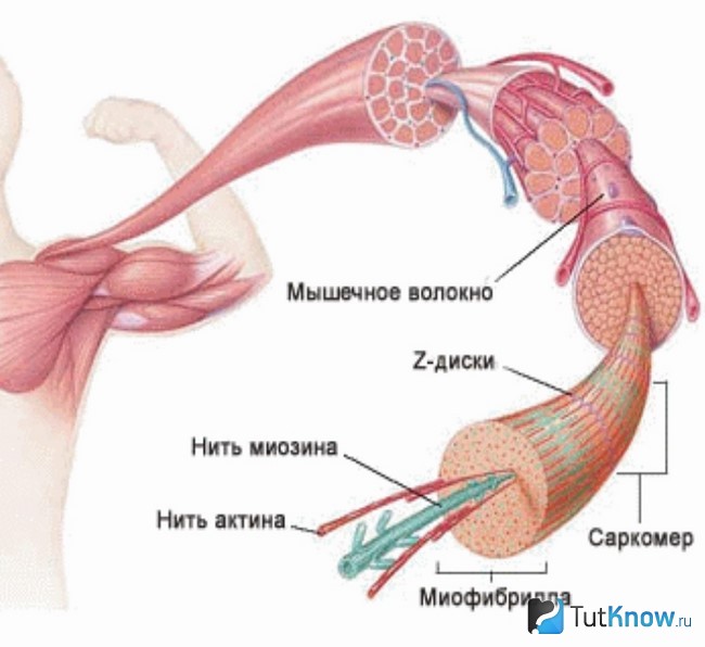 Схематическое изображение строения мышц