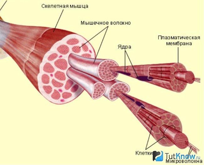 Схема строения мышцы