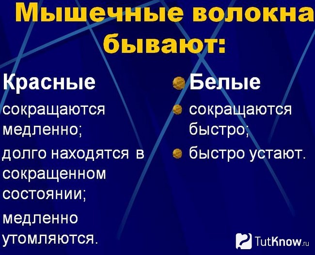 Типы мышечных волокон