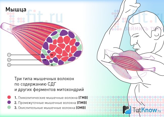 Классификация мышечных волокон по содержанию СДГ