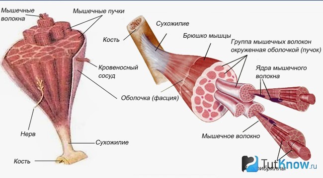 Схема строения мышцы