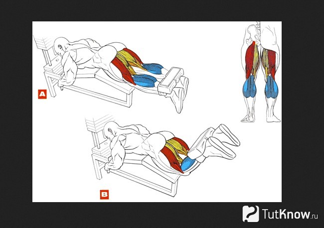 Схема задействованных мышц при сгибаниях ног