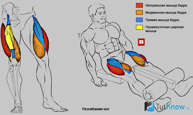 Схема задействованных мышц при разгибаниях ног
