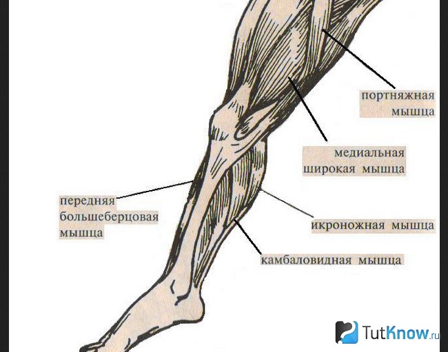 Схема мышечного  строения ног