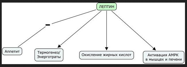Схематическое изображние влияния лептина