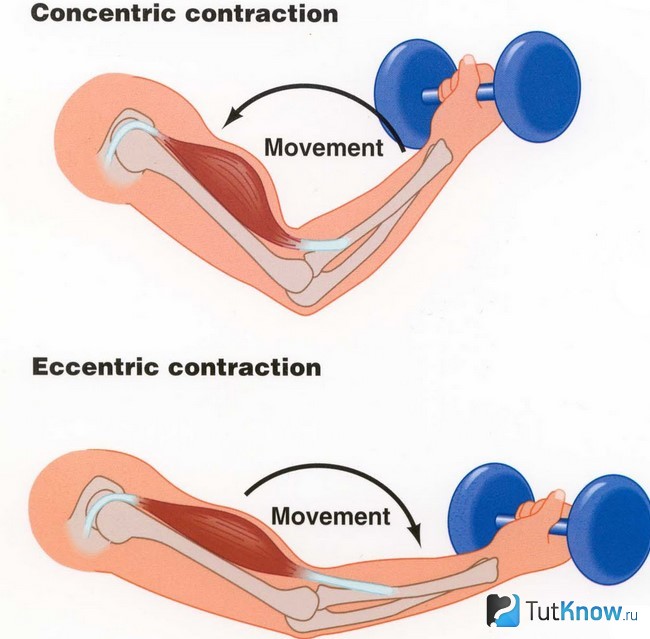 Концентрический режим работы мышц
