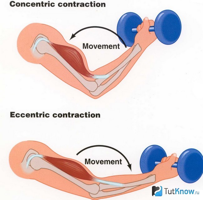 Концентрическая работа мышц. Эксцентрическое сокращение мышц это. Негативная фаза упражнения. Концентрическое движение мышц. Негативная и концентрическая фаза.