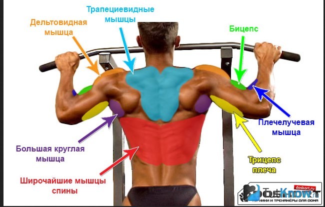 Схема задействованных мышц при подтягиваниях