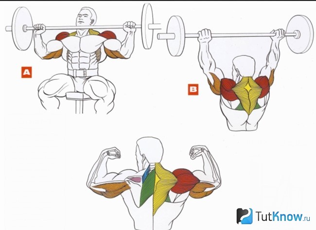 Схематическое изображение задействованных мышц при тренировках со штангой