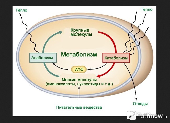 Схема освобождения тепла при метаболизме