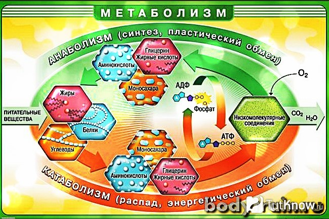 Схема метаболизма в организме человека